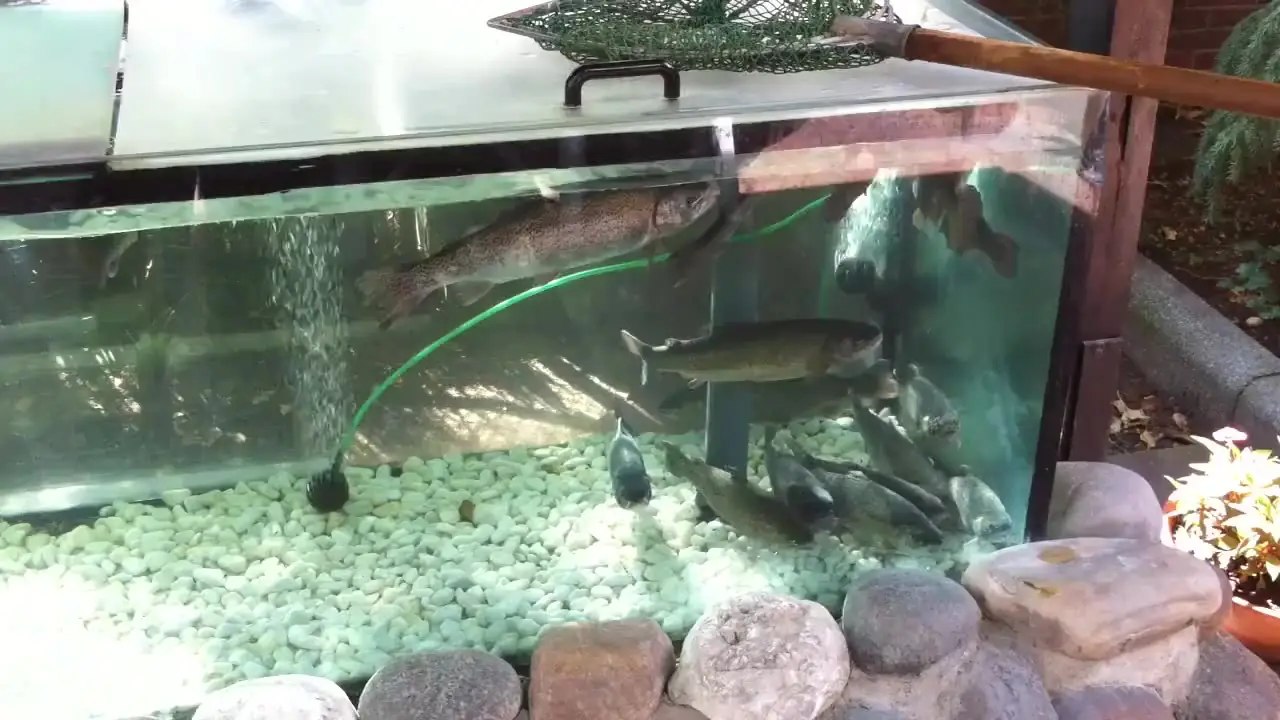Forellen im hauseigenen Aquarium der Adlermühle mit Fangkescher